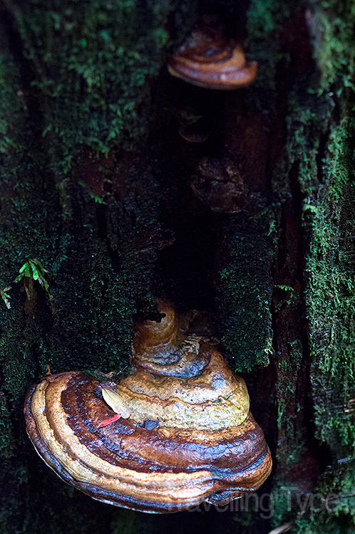 Pillinger, Tasmania